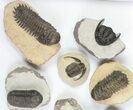 Lot: Assorted Devonian Trilobites - Pieces #76918-4